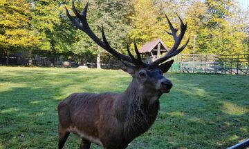 Wycieczka do Białowieży